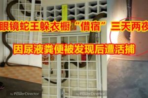 眼鏡蛇王躲衣櫥「借宿」三天兩夜因尿液糞便被發現後遭活捕郭帟杋：英勇消防員是人民英雄！