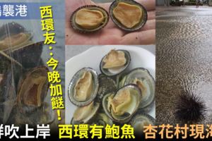 【天鴿風球】風後有口福　西環友執飽魚加餸　網民：真係夠膽食？