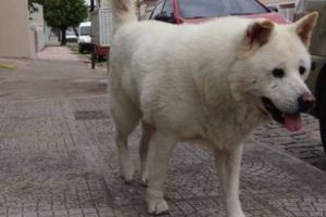 儘管原主人過世了2年，巴西忠犬依舊日復一日的走著同樣路線期盼能與離世的主人相遇…