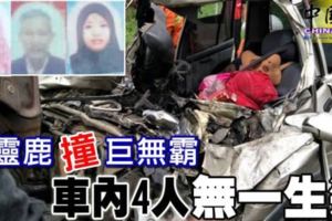 小靈鹿撞巨無霸！車內4人無一生還！最小死者僅6個月...