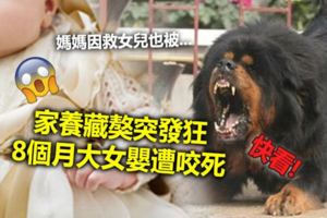 家養藏獒突發狂8個月大女嬰遭咬死