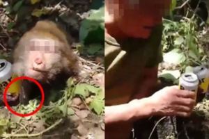 灌台灣獼猴酒「把玩屍體」片瘋傳...網友跟著笑！疑獵殺證據釋出他痛批：噁心！(影)