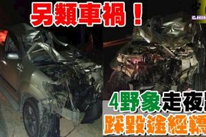 4頭野象晚間衝到馬路上，轎車閃避不及，被一頭野象踩撞，轎車被壓撞得毀壞不堪!