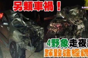 另類車禍！4野象走夜路踩毀途經轎車