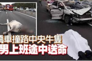 轎車撞路中央牛隻日男上班途中送命