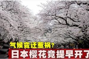 氣候變遷惹禍？日本櫻花竟提早開了！