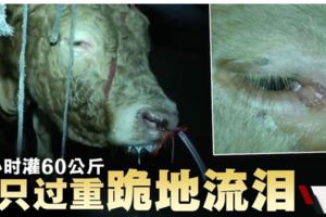 注水入鼻增加牛肉重量·牛隻過重跪地流淚