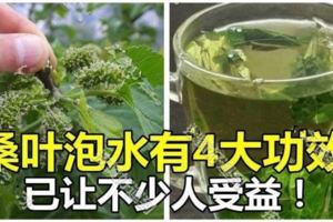 別小看桑葉，桑葉泡水有4大功效，已讓不少人受益！