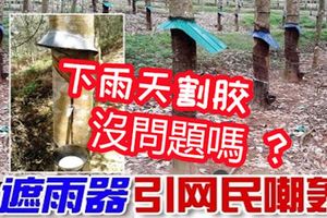 上傳橡膠樹「遮雨器」，割膠工仍可在下雨天割膠，引網民炮轟！