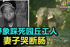 野象踩死園丘工人妻子哭斷腸