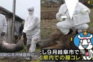 日本也爆豬瘟！與「非洲豬瘟」大不同...它「沒疫苗+100%致死」更可怕！網：快保護台灣豬