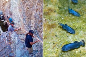 與世隔絕「獨自生活繁衍6萬年」　神秘魚被人類發現：只剩下38條