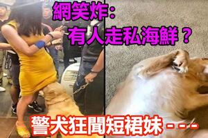 警犬狂聞短裙妹兩腿間　網笑炸：有人走私海鮮？