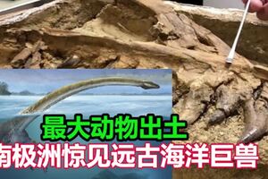 有史以來最大的動物出土南極洲驚見「遠古海洋巨獸」