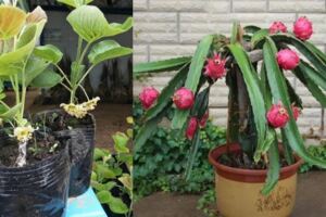 3種水果吃完別著急扔，泡7天就會發芽，一個月爆盆變時髦盆栽
