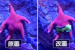 這翹臀相似度滿分！　水族館「現實派大星」開啟PS修圖賽：比誰更荒謬