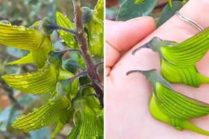 自然界最狂巧合！神奇花朵「像飛翔蜂鳥」　放大看鳥類細節全都有