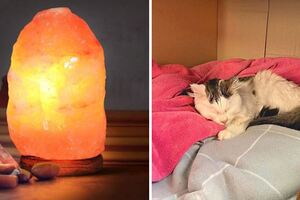 貓咪只是舔一口鹽燈「差點離開世界」　獸醫：飼主家不應該有鹽燈