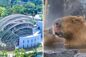 4億打造！台北動物園「穿山甲雨林館」開幕　終於能看到水豚泡澡啦～