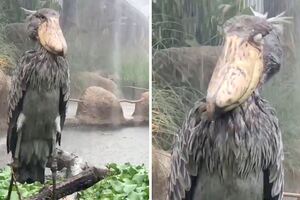 在練功？鯨頭鸛霸氣「硬要淋雨不動」　網笑虧：在等牠的楊過