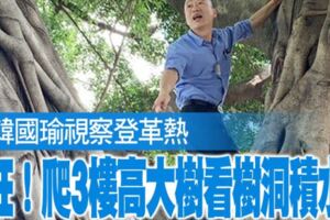 韓國瑜視察登革熱　狂！爬3樓高大樹看樹洞積水