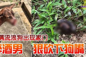 不滿流浪狗出現家門醉酒男　狠砍下狗嘴