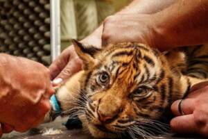 奧克蘭動物園開打疫苗！　獅、虎、雪貂搶頭香