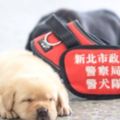 新北警犬隊剛滿月的6隻小萌犬模樣曝光，面對鏡頭一臉茫然又純真的臉龐讓大家都融化了！