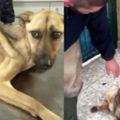他們救了這隻受到虐待瘦成皮包骨的狗狗…沒想到短短7週牠竟產生不可思議的變化！