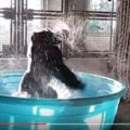 大猩猩戲水太開心一段勁舞意外成網紅(附影片)
