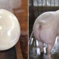 剖開豬肚時，意外發現一顆「珍貴潤白豬寶」以為賺翻！專家一看卻大叫：「不要碰它！」