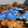 漁民驚見「藍色龍蝦」馬上拍照讓大家看，然而吃貨網友卻只關心「煮熟後什麼顏色？」！