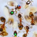 科學家研究發現螞蟻根本是「薪水小偷」，看起來四處團團轉…其實有40%整天裝忙！