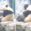 熊貓寶寶狂偷親飼育員，當牠發現要自拍竟然超配合做出「萌到大家心裡去的反應」！