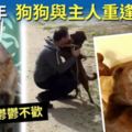 入住動物收容所2年勁抑鬱　狗狗重遇主人開心到碌地