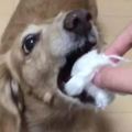 主人喂金毛狗狗吃最愛的棉花糖，下一秒畫面秒變驚悚片，好可怕但不知為什麼卻笑出聲~