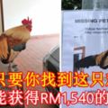 只要你找到這只雞，你就能獲得RM1,540的懸賞！