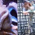 章魚發現漁夫的籠子爬過去幹了件事讓漁民笑彎了腰