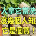 這種被當做「洗碗布」的東西，竟是被大家忽略的寶，很多人還不知道！