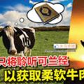 大馬版高級神戶牛肉？協助農民生產高級牛肉，丹州政府要牛聽可蘭經！　