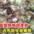 【視頻】綠島百隻蟹媽媽趕產卵過馬路慘被輾斃