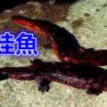 迷離檔案之娃娃魚