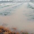 大雷雨侵襲桃園農田一片汪洋 遲發性災情待轉晴日照後才漸浮現