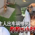 主人開車出門撞樹慘死，狗狗重傷5小時伴屍