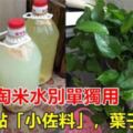 "淘米水"別單獨用，加點"廚餘垃圾"，綠植用了,葉子呼呼長，葉子綠出油，從來不黃