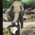 靈性！遊客呼救「帽子掉了」 北市動物園大象竟幫忙拋回