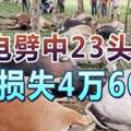 閃電劈中23頭牛飼主損失4萬6000