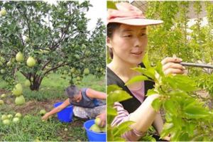 想自己栽種果樹，卻永遠只會開花不結果實...原來你疏忽了這些因素！