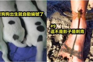 國外網友集合「12個巧到不能再巧」的巧合照片！#2蒼蠅被仙人掌的刺一刀斃命！