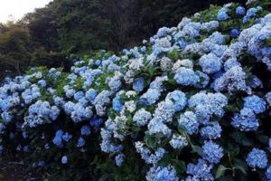 陽明山浪漫繡球花海夢幻花牆期間限定打卡熱點